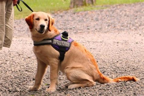 Razas de perros para personas discapacitadas Cuáles son las mejores