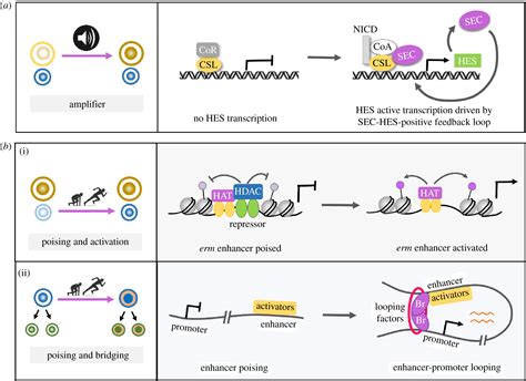 Faster Higher Stronger Timely And Robust Cell Fate Identity