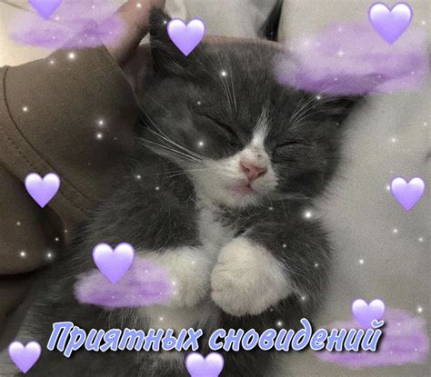 Котик спокойной ночи