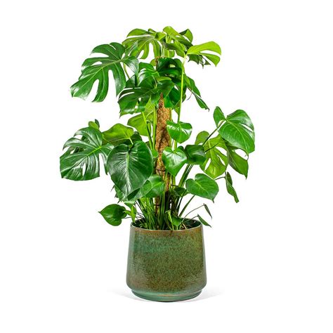 Monstera Deliciosa Swiss Cheese Plant Moss Pole Hortology