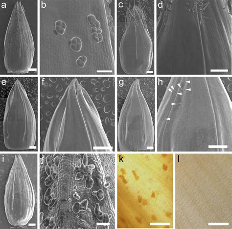 Glandular Secretory Trichomes On The Abaxial Side Of A Morning Glory