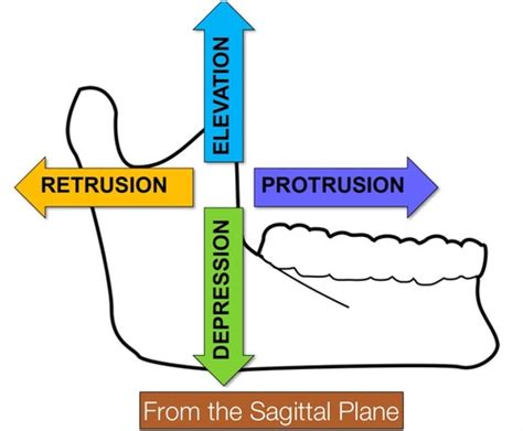 Principles Of Occlusion Flashcards Quizlet