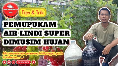 Cara Pemupukan Air Lindi Super Dimusim Hujan Pada Tanaman Anggur YouTube