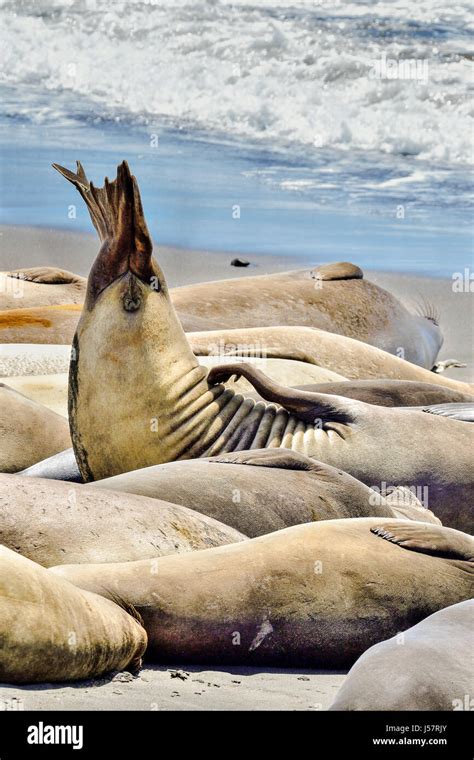 Seal tail hi-res stock photography and images - Alamy