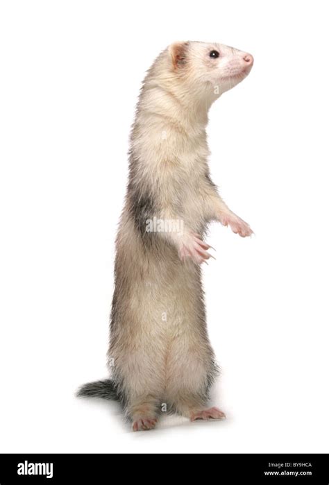 silver ferret studio portrait Stock Photo - Alamy