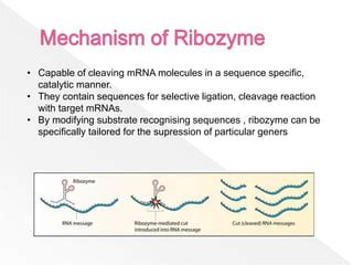 Ribozyme | PPT