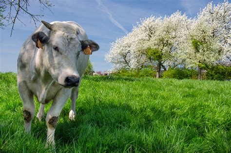 Spring Cow Grass Wallpaper Coolwallpapersme