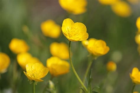 What Is A Buttercup Flower Science Trends