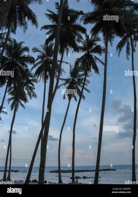 Coconut Trees On The Beach Of Port Blair In Andaman And Nicobar Islands