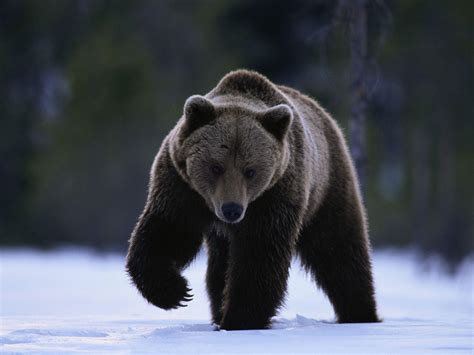 Grizzly Bear Backgrounds - Wallpaper Cave