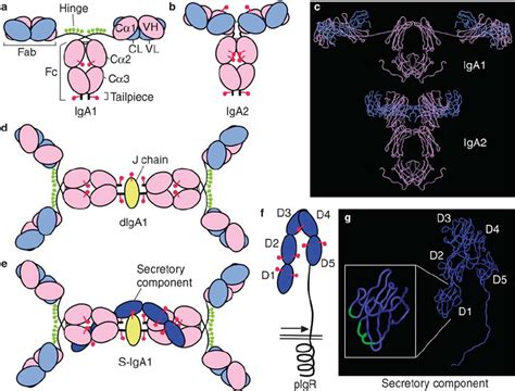 IgA Antibody Structure