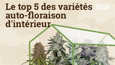 Le Top Des Vari T S Auto Floraison D Int Rieur Fast Buds Graines De