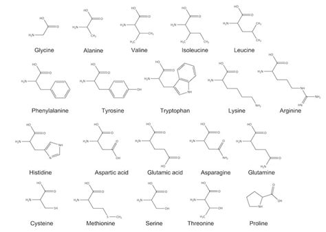 20 Amino Acids With Structures