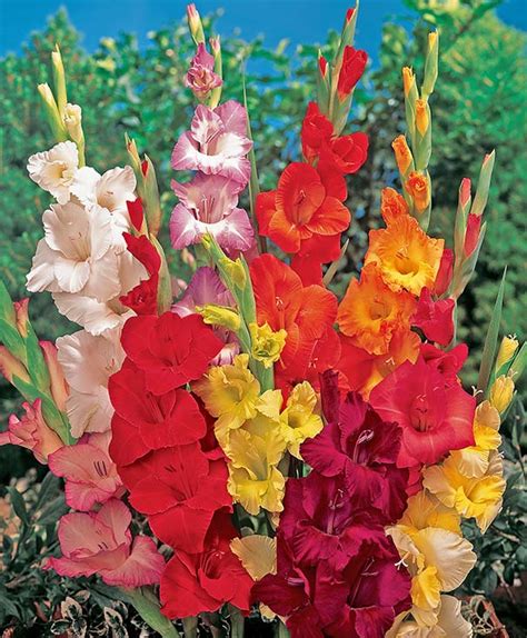 Gladiolus Mix - DeGroot