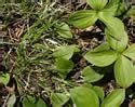 Carex Deflexa Northern Sedge Minnesota Wildflowers