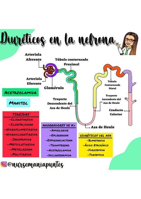 Diuréticos de la nefrona Nursemaniapuntes uDocz