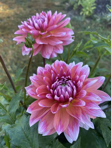 Summit Festival Soaring Heart Dahlias