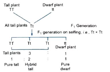 How Do Mendel S Experiments Show That Traits May Be Dominant Or Recess