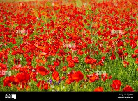 Red Field Vast Fields Of Blooming Poppies On The Northern Coast Of The