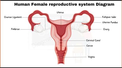 Human Female Reproductive System Diagram With Labells