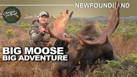 Amazing Newfoundland Hunting Experience For Big Moose Canada In The