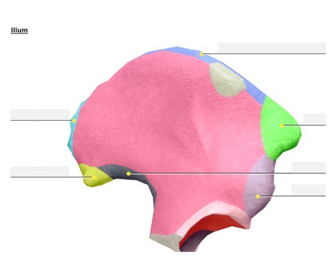 Ilium bone landmarks Quiz