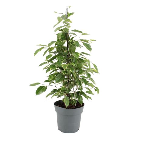 Planta verde Ficus Benjamina Exotica inaltime 61 cm Ø ghiveci 17 cm