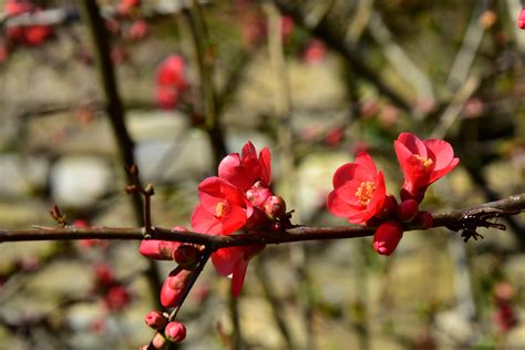 Fotos Gratis Rbol Naturaleza Rama Flor Fruta Hoja Comida