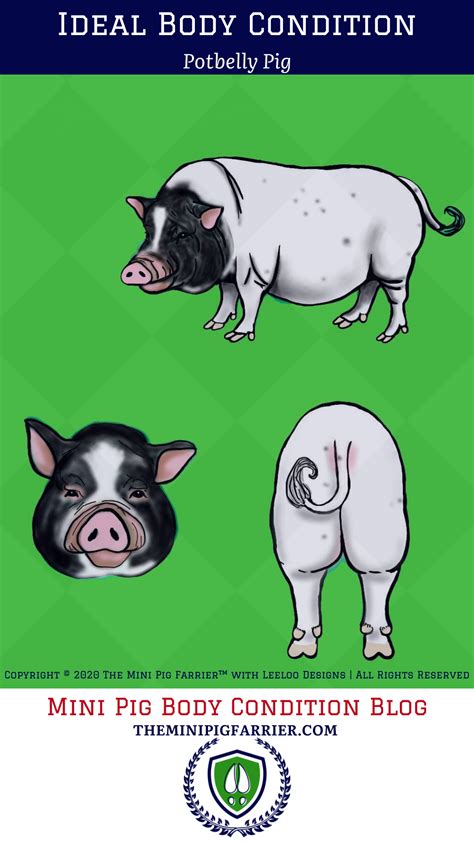 Ideal Mini Pig Weight and Condition | Mini pig, Pig hooves, Pig