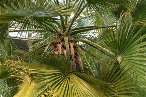 Plants Subtropical Forest Palms Stock Photo - Image of branch, spruce ...