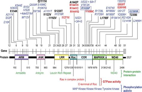 Schematic Representation Of Lrrk2 Its Functional Domains And Its