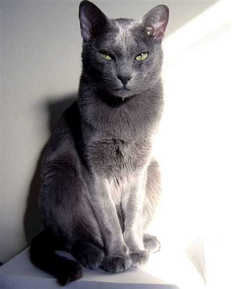 8 Most Fabulous Grey Cat Breeds: Best Of The Best!