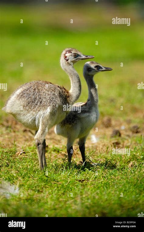 Rhea With Chicks Hi Res Stock Photography And Images Alamy