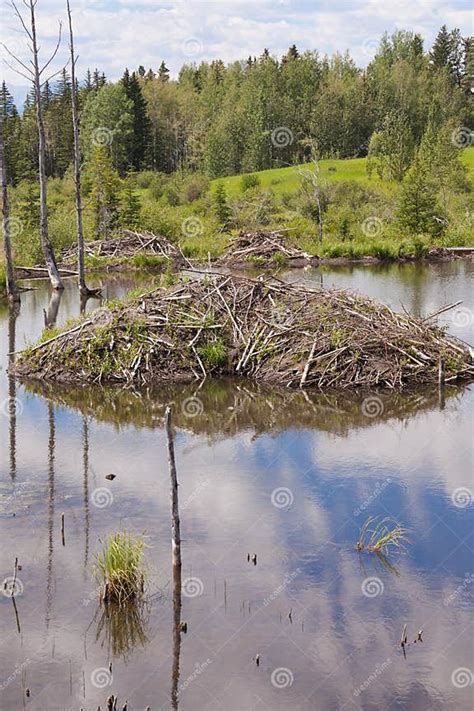 Beaver Castor Canadensis Lodge In Taiga Wetlands Stock Photo Image Of