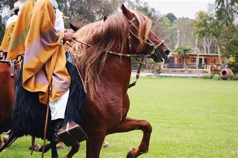 Peruvian Paso Horse Competitions 2025 Roveme