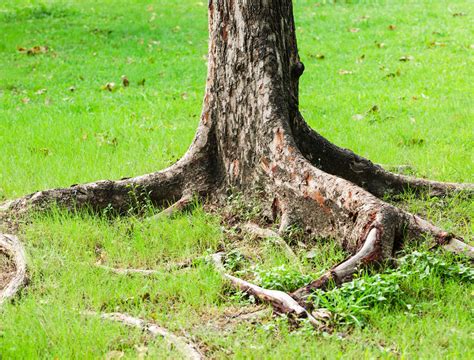 Reclaiming Your Lawn 7 Strategies For Dealing With Exposed Tree Roots