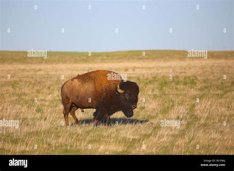 American Bison buffalo on the great plains Stock Photo - Alamy