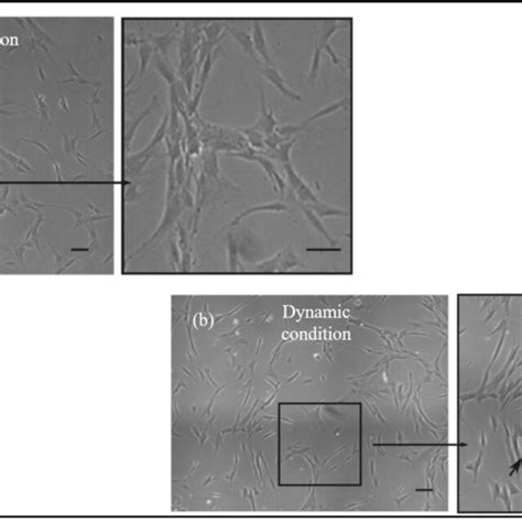 Morphology Characterization Of HDPSCs After Culturing Them In Static