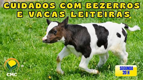 Cuidados Bezerros E Vacas Leiteiras Youtube