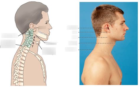 Cervical Spine Topographic Landmarks Diagram Quizlet