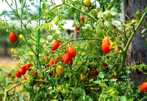 Tomato Growing Stages