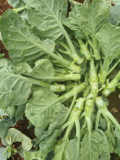 Chinese Broccoli Wan Shen Kailan Brassica Oleracea Var Alboglabra