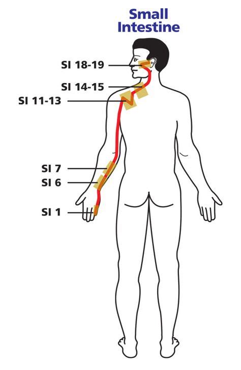 Small Intestine Meridian Large Intestine Intestines Meridian