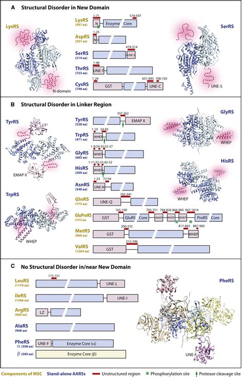 Structural Disorder In Expanding The Functionome Of Aminoacyl Trna