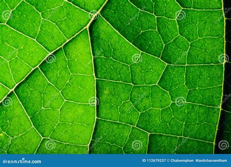 Close Up Texture of Green Leaf. Stock Image - Image of organic, flora ...