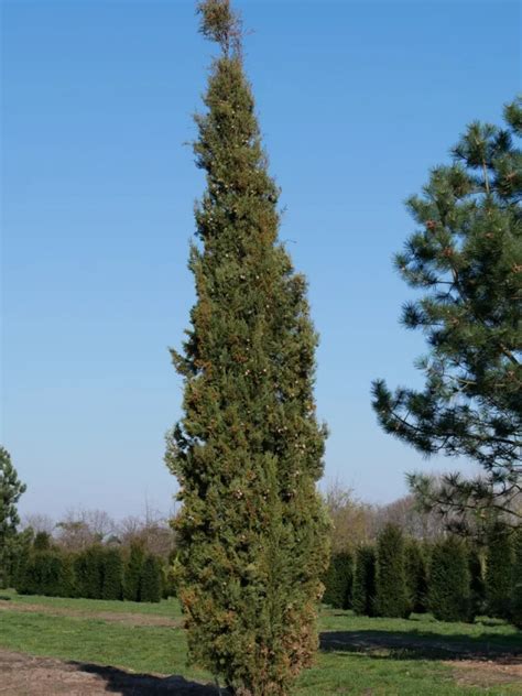 Cupressus sempervirens | Italian cypress, Mediterranean cypress - Van ...