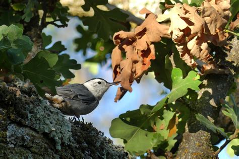 Introducing The Birds Of Heather Farm Mount Diablo Bird Alliance