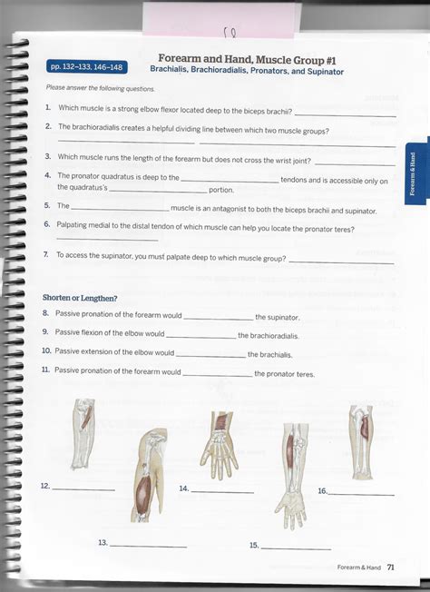 Forearm And Hand Muscle Group 1 Diagram Quizlet