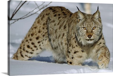 Eurasian Lynx (Lynx lynx) in snow, Flatanger, Norway Wall Art, Canvas Prints, Framed Prints ...