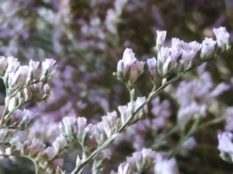 Лимониум Суворова (73 фото) - фото - картинки и рисунки: скачать бесплатно